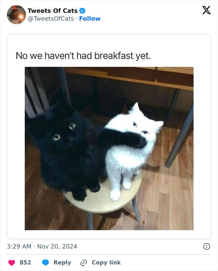 99 Quirky Cat Memes That Prove They’re Delightfully Odd Creatures
