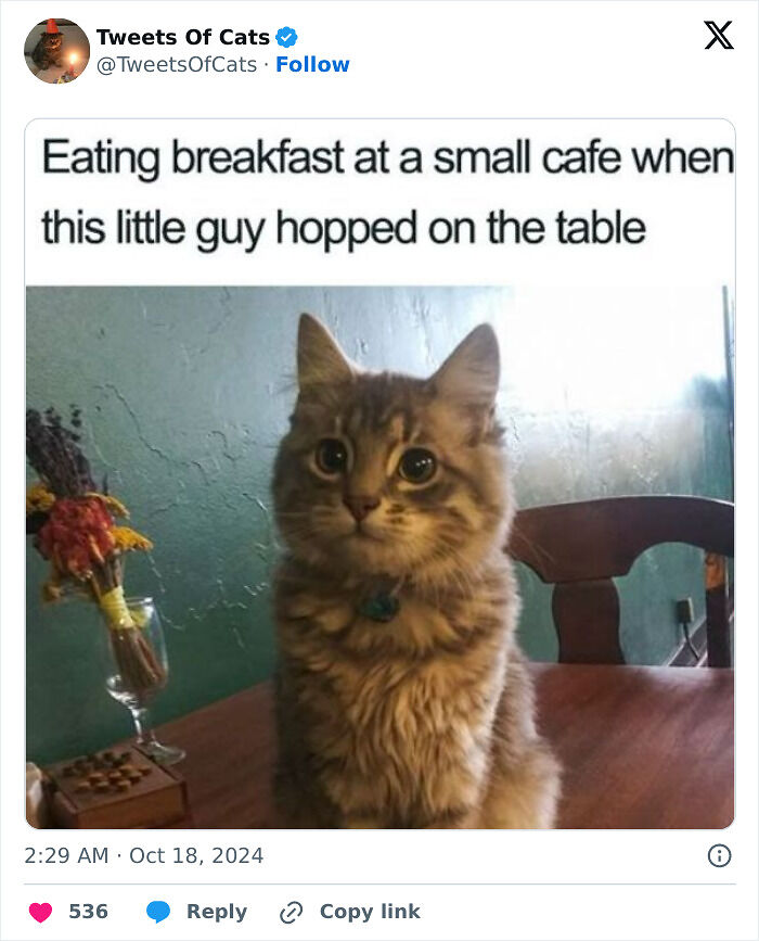 99 Quirky Cat Memes That Prove They’re Delightfully Odd Creatures