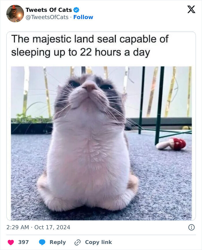 99 Quirky Cat Memes That Prove They’re Delightfully Odd Creatures