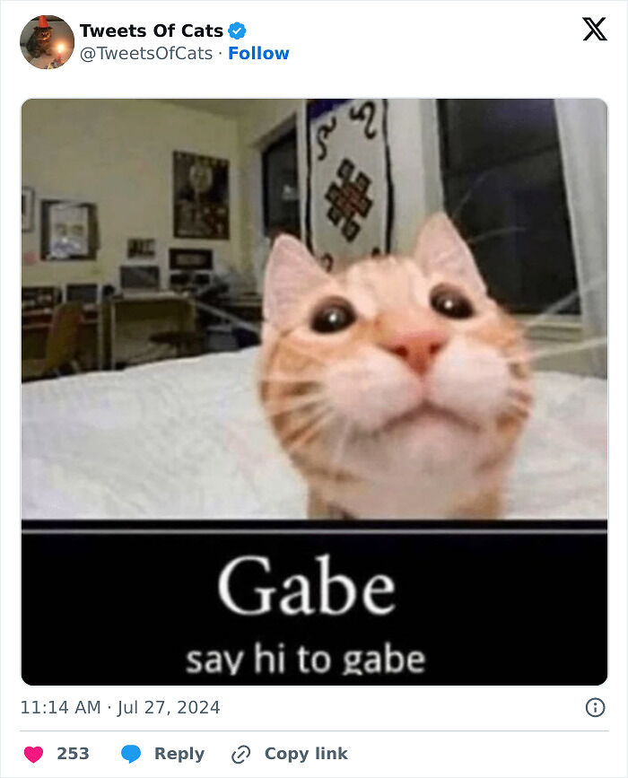 99 Quirky Cat Memes That Prove They’re Delightfully Odd Creatures
