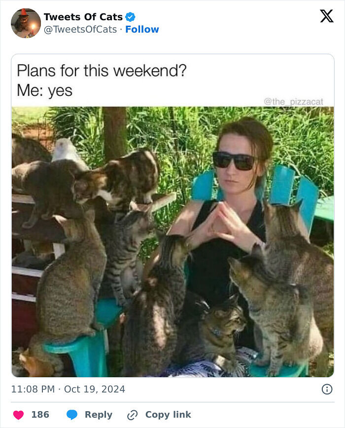 99 Quirky Cat Memes That Prove They’re Delightfully Odd Creatures