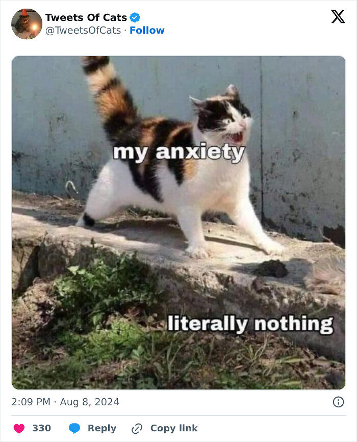 99 Quirky Cat Memes That Prove They’re Delightfully Odd Creatures
