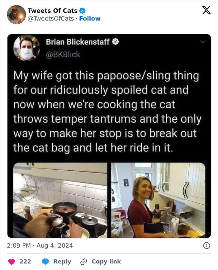 99 Quirky Cat Memes That Prove They’re Delightfully Odd Creatures