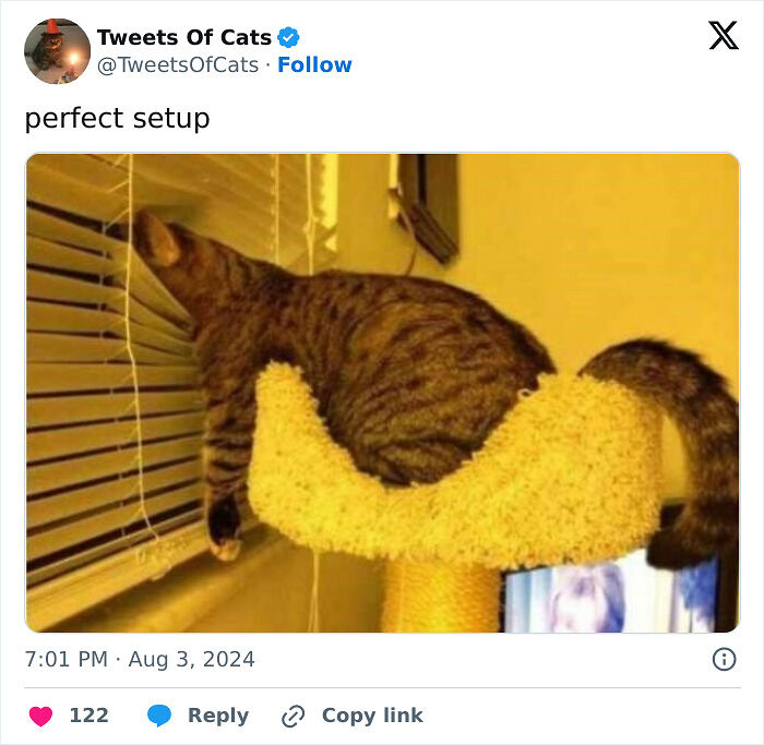 99 Quirky Cat Memes That Prove They’re Delightfully Odd Creatures