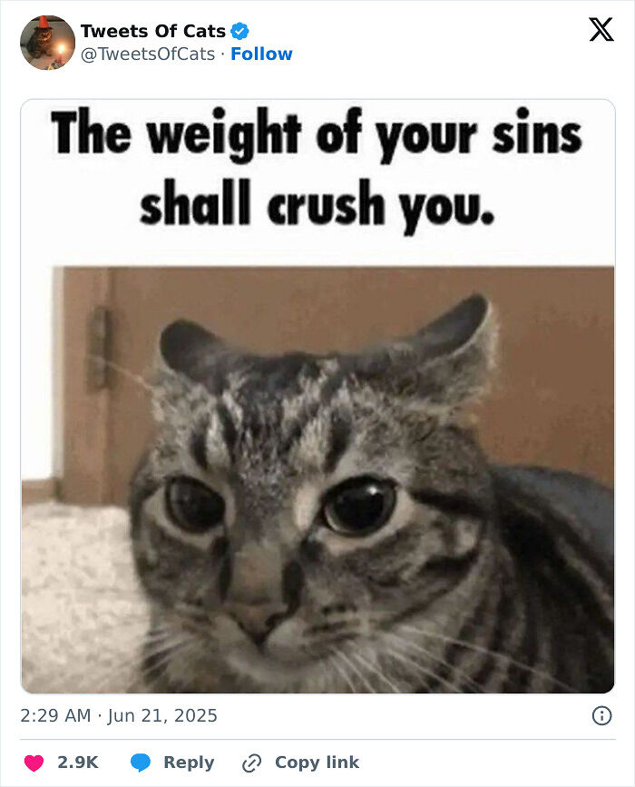 99 Quirky Cat Memes That Prove They’re Delightfully Odd Creatures