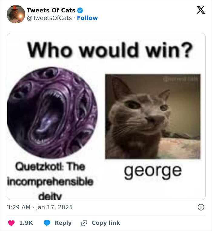 99 Quirky Cat Memes That Prove They’re Delightfully Odd Creatures