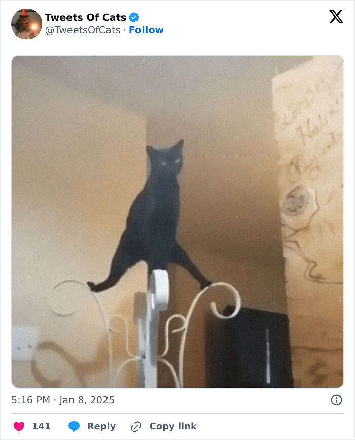 99 Quirky Cat Memes That Prove They’re Delightfully Odd Creatures