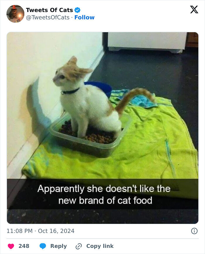 99 Quirky Cat Memes That Prove They’re Delightfully Odd Creatures