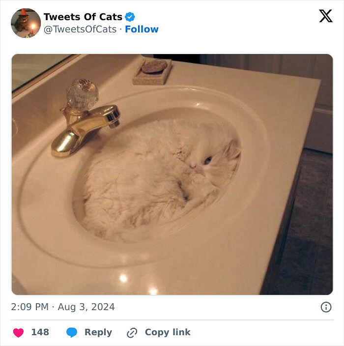 99 Quirky Cat Memes That Prove They’re Delightfully Odd Creatures