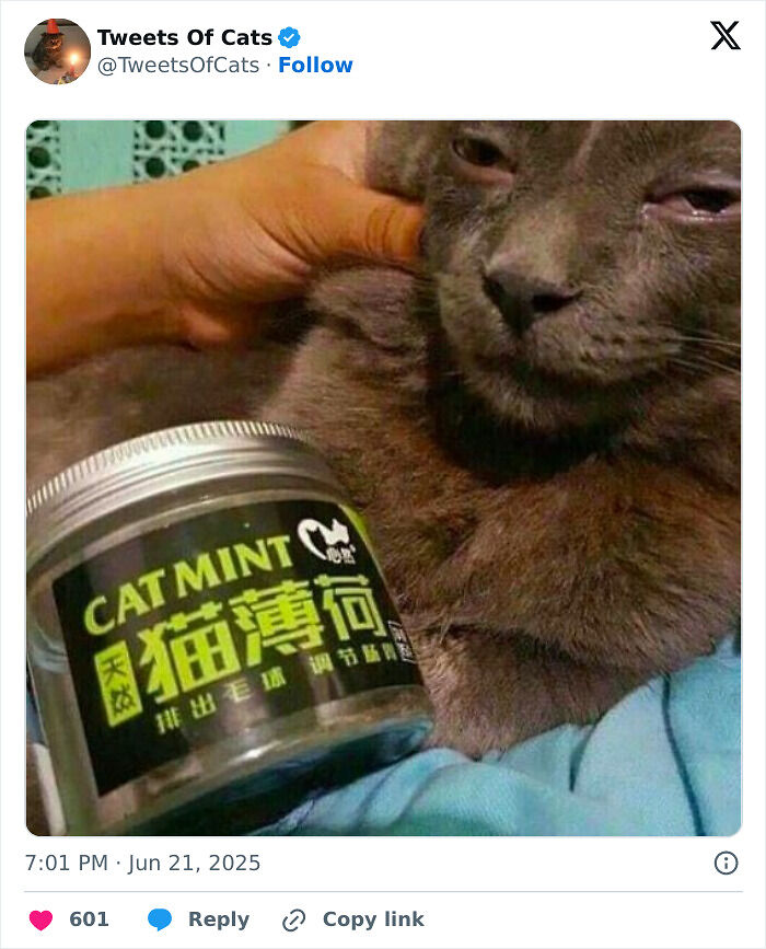 99 Quirky Cat Memes That Prove They’re Delightfully Odd Creatures
