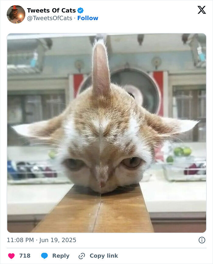 99 Quirky Cat Memes That Prove They’re Delightfully Odd Creatures