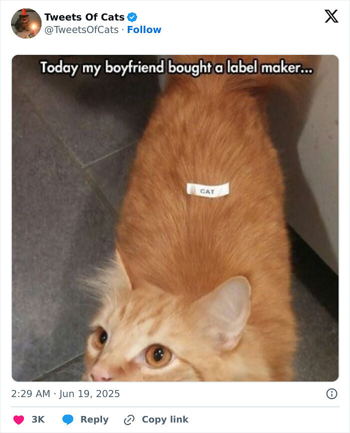 99 Quirky Cat Memes That Prove They’re Delightfully Odd Creatures