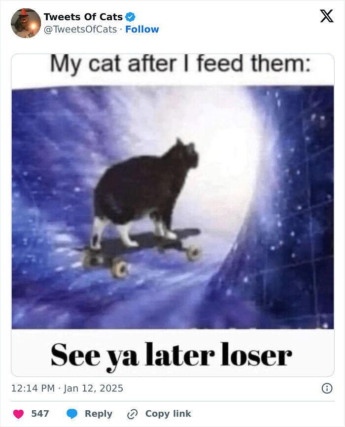99 Quirky Cat Memes That Prove They’re Delightfully Odd Creatures