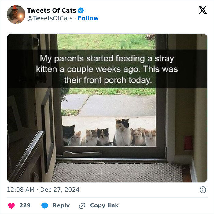 99 Quirky Cat Memes That Prove They’re Delightfully Odd Creatures