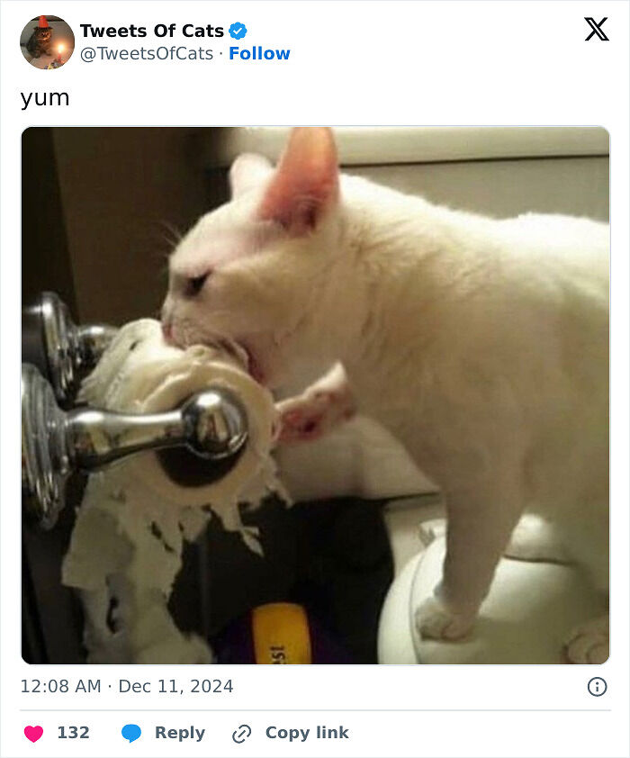 99 Quirky Cat Memes That Prove They’re Delightfully Odd Creatures