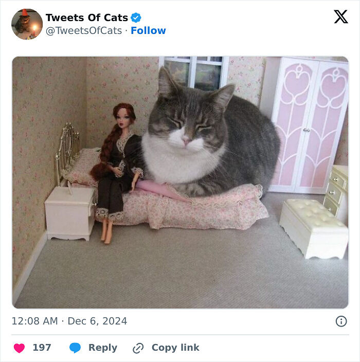 99 Quirky Cat Memes That Prove They’re Delightfully Odd Creatures