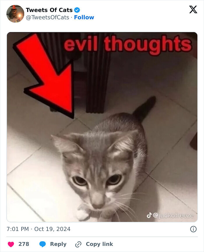 99 Quirky Cat Memes That Prove They’re Delightfully Odd Creatures