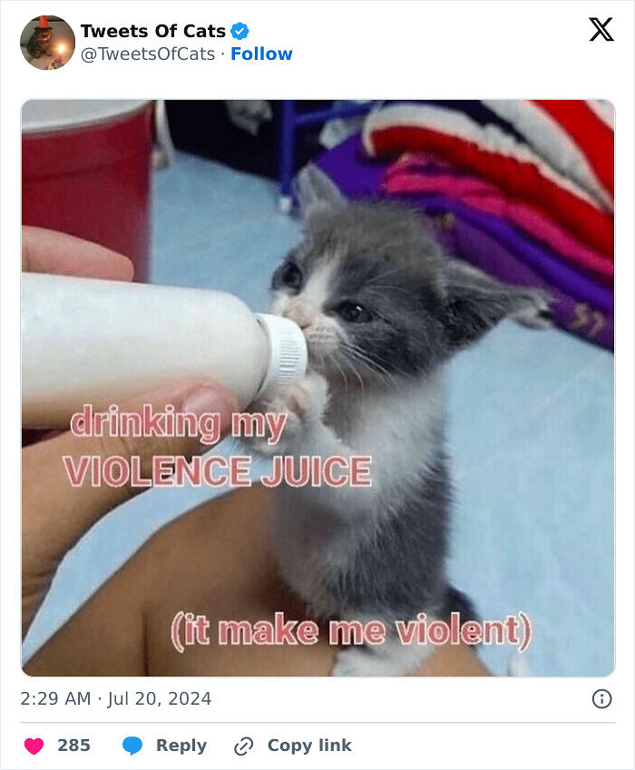 99 Quirky Cat Memes That Prove They’re Delightfully Odd Creatures