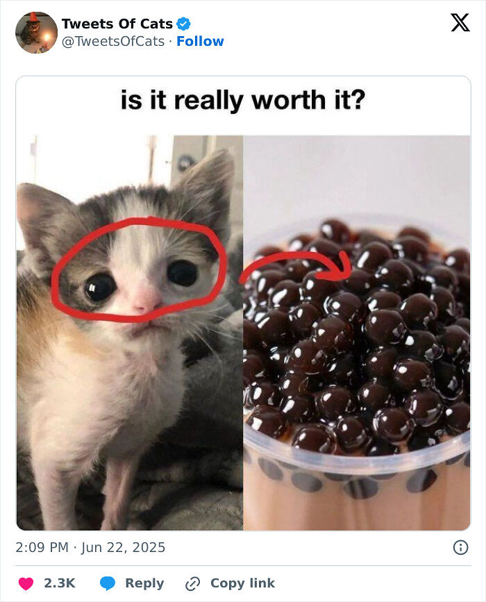 99 Quirky Cat Memes That Prove They’re Delightfully Odd Creatures