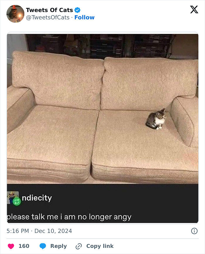 99 Quirky Cat Memes That Prove They’re Delightfully Odd Creatures