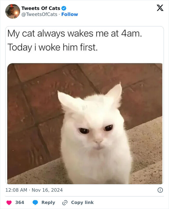 99 Quirky Cat Memes That Prove They’re Delightfully Odd Creatures