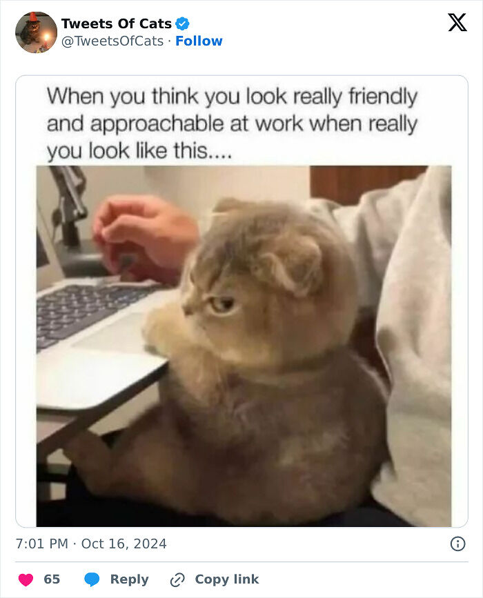 99 Quirky Cat Memes That Prove They’re Delightfully Odd Creatures