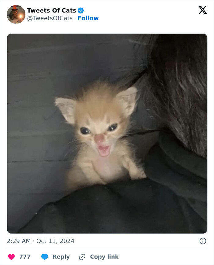 99 Quirky Cat Memes That Prove They’re Delightfully Odd Creatures