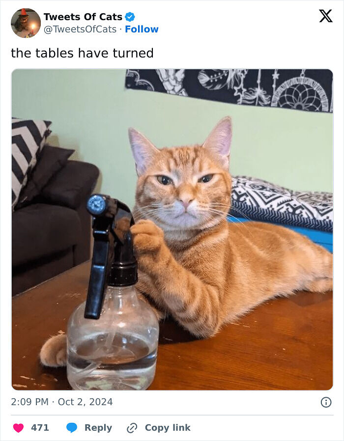99 Quirky Cat Memes That Prove They’re Delightfully Odd Creatures