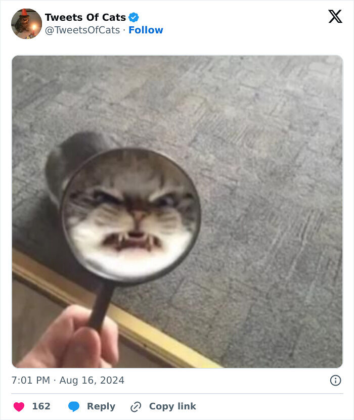 99 Quirky Cat Memes That Prove They’re Delightfully Odd Creatures