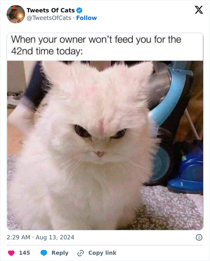 99 Quirky Cat Memes That Prove They’re Delightfully Odd Creatures