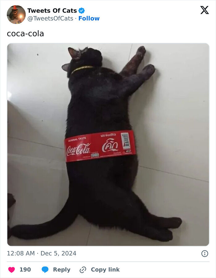 99 Quirky Cat Memes That Prove They’re Delightfully Odd Creatures