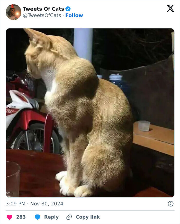 99 Quirky Cat Memes That Prove They’re Delightfully Odd Creatures