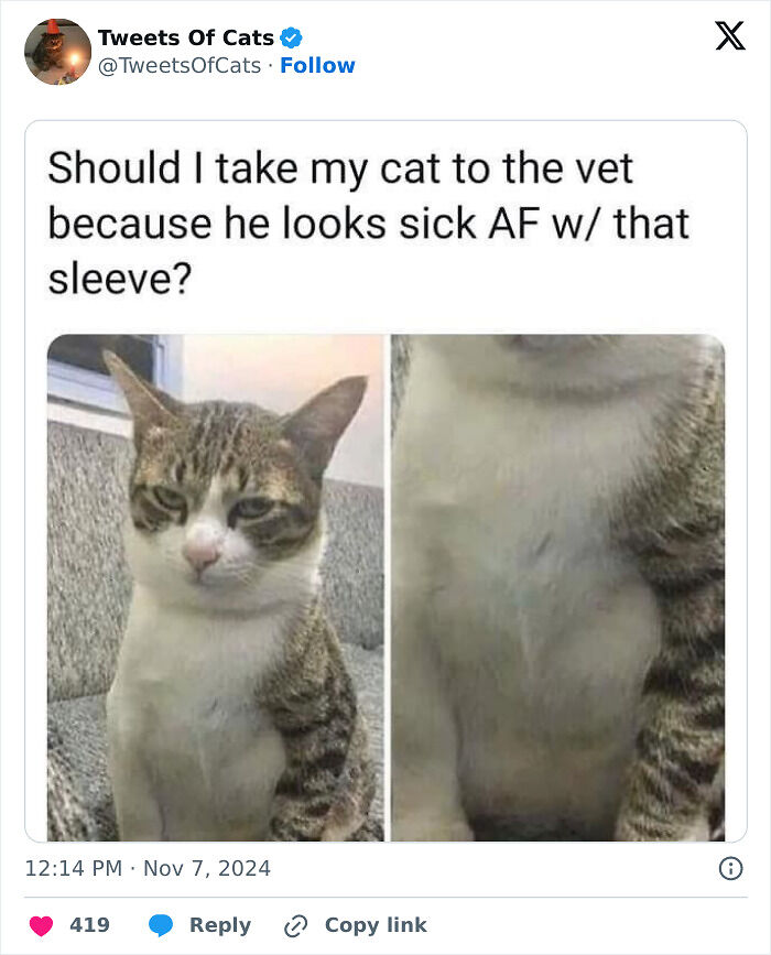 99 Quirky Cat Memes That Prove They’re Delightfully Odd Creatures