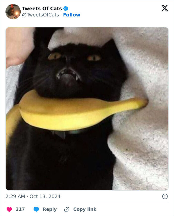 99 Quirky Cat Memes That Prove They’re Delightfully Odd Creatures