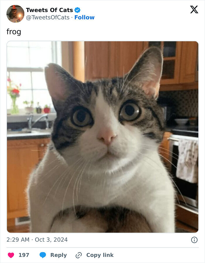 99 Quirky Cat Memes That Prove They’re Delightfully Odd Creatures