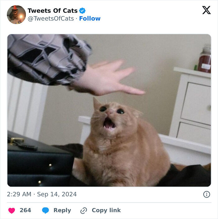 99 Quirky Cat Memes That Prove They’re Delightfully Odd Creatures