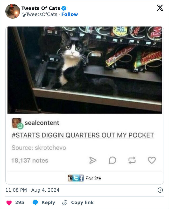 99 Quirky Cat Memes That Prove They’re Delightfully Odd Creatures