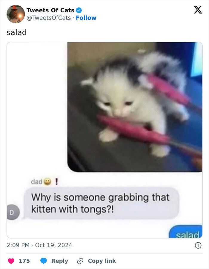 99 Quirky Cat Memes That Prove They’re Delightfully Odd Creatures