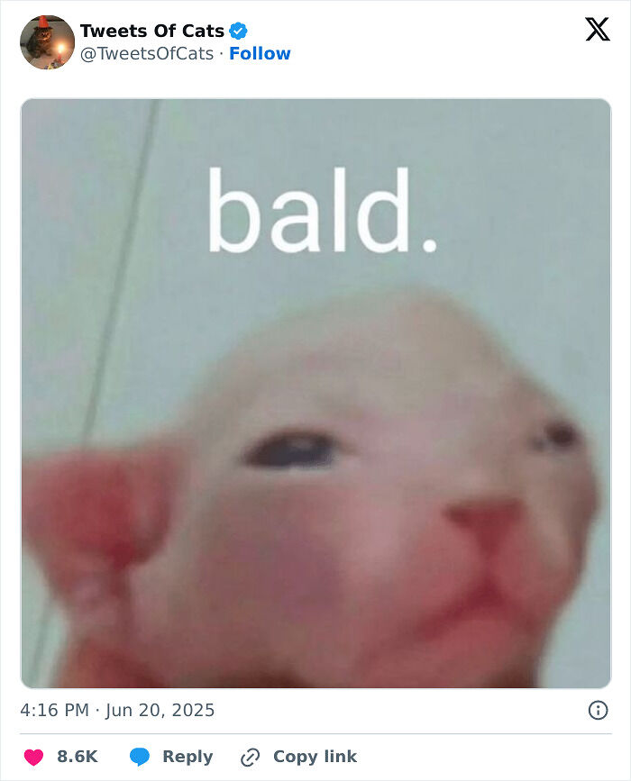 99 Quirky Cat Memes That Prove They’re Delightfully Odd Creatures