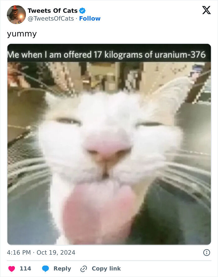 99 Quirky Cat Memes That Prove They’re Delightfully Odd Creatures