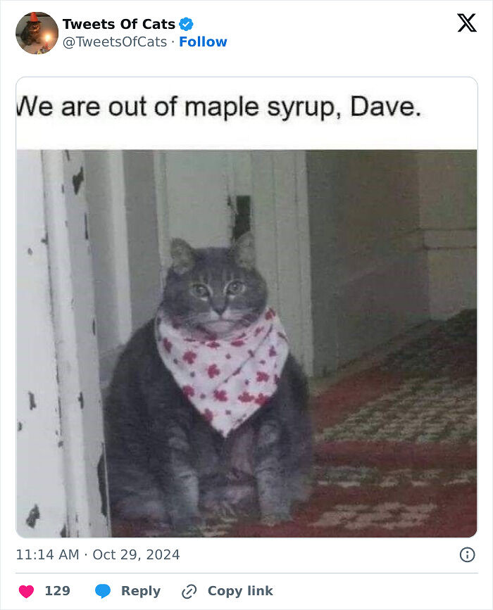 99 Quirky Cat Memes That Prove They’re Delightfully Odd Creatures