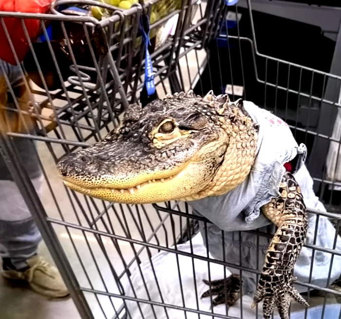 Guy Shops With Emotional Support Alligator For Years Until One Customer Complaint Gets It Banned