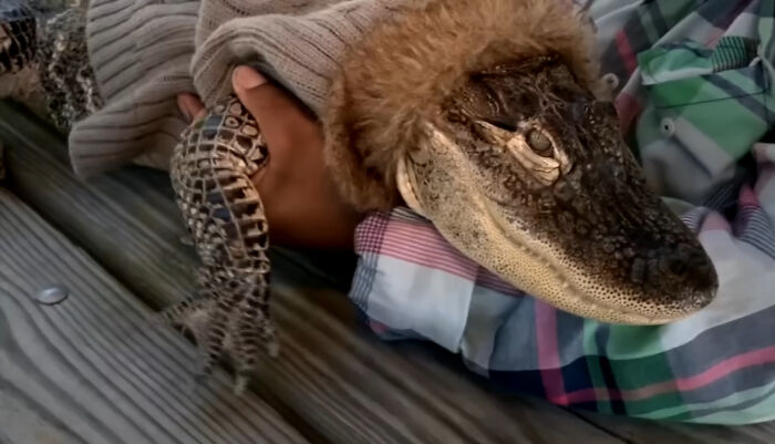 Guy Shops With Emotional Support Alligator For Years Until One Customer Complaint Gets It Banned