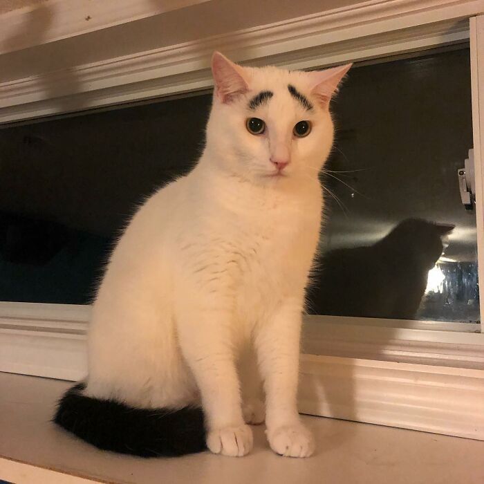 139 Adorable And Wholesome Cat Pics And Stories
