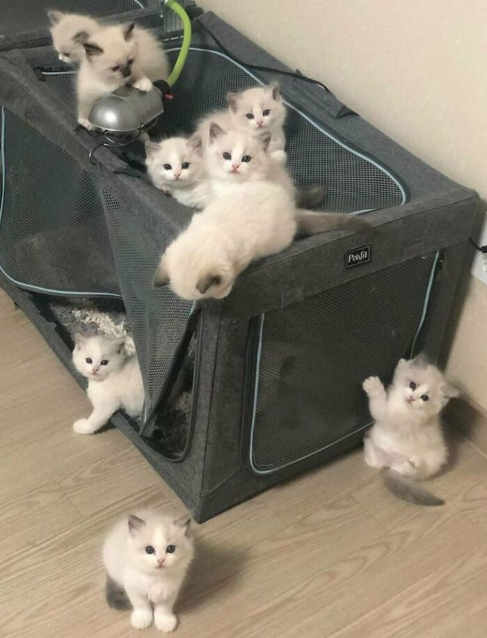 139 Adorable And Wholesome Cat Pics And Stories