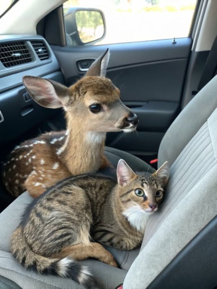 139 Adorable And Wholesome Cat Pics And Stories