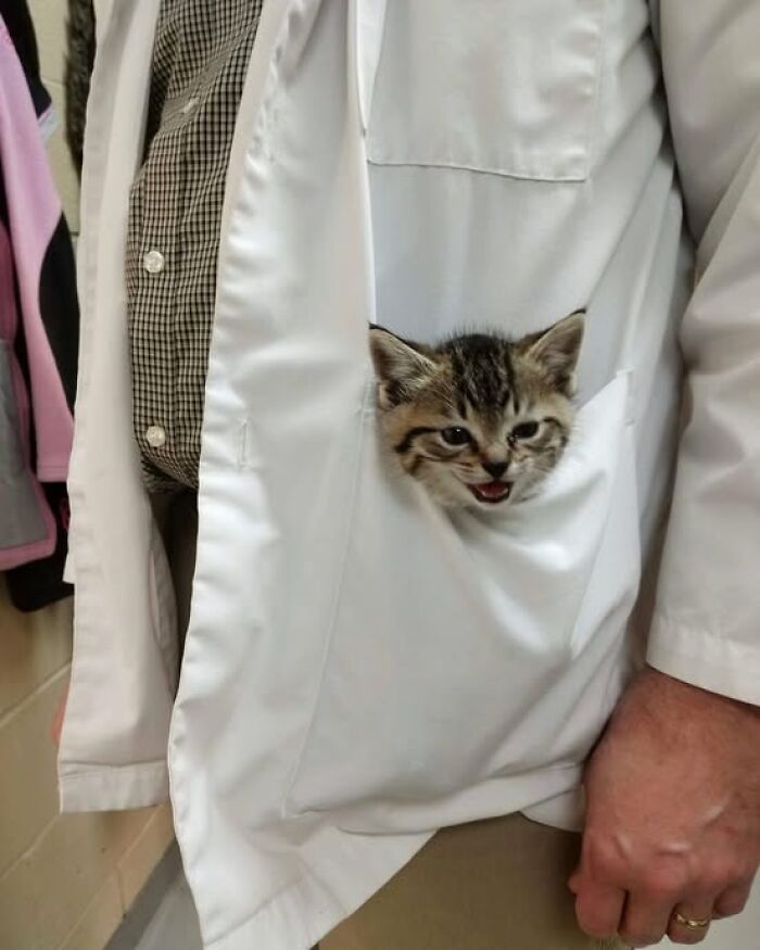 139 Adorable And Wholesome Cat Pics And Stories