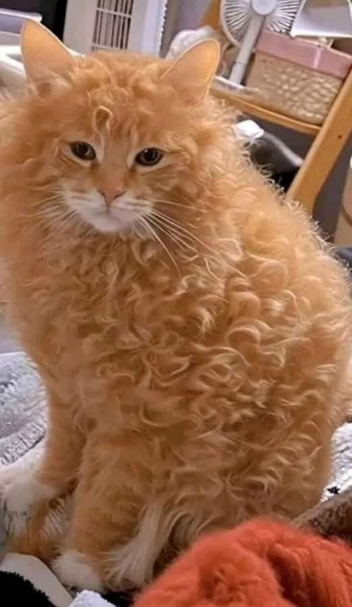 139 Adorable And Wholesome Cat Pics And Stories