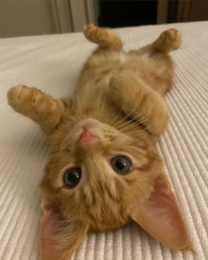 139 Adorable And Wholesome Cat Pics And Stories
