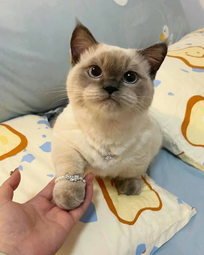 139 Adorable And Wholesome Cat Pics And Stories